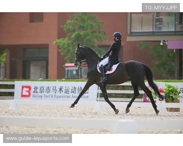 伊朗马术协会与国际马术联合会合作，举办国际马术交流活动，促进技术交流。